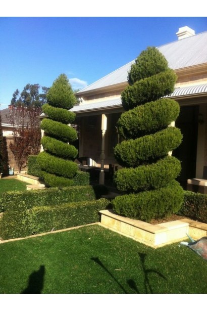 Ялівець китайський Спартан